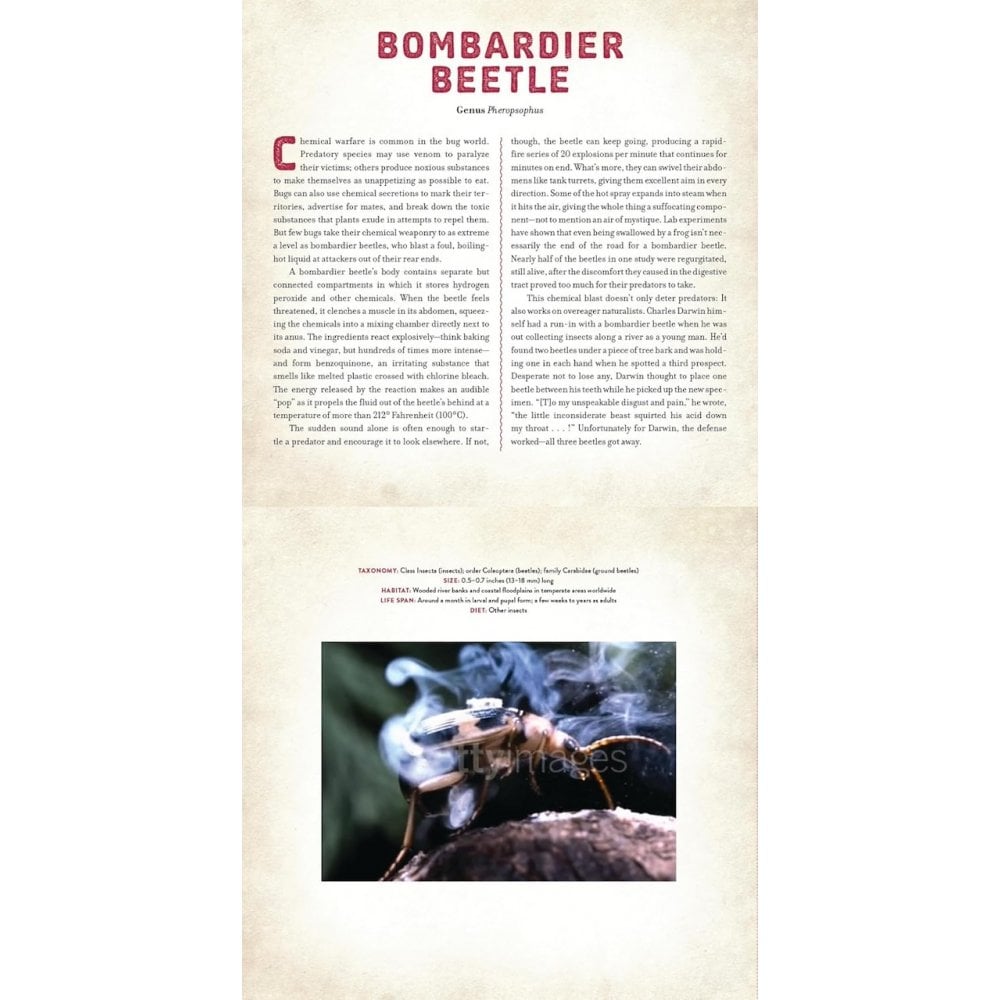 A PHOTICULAR BOOK - BUGS