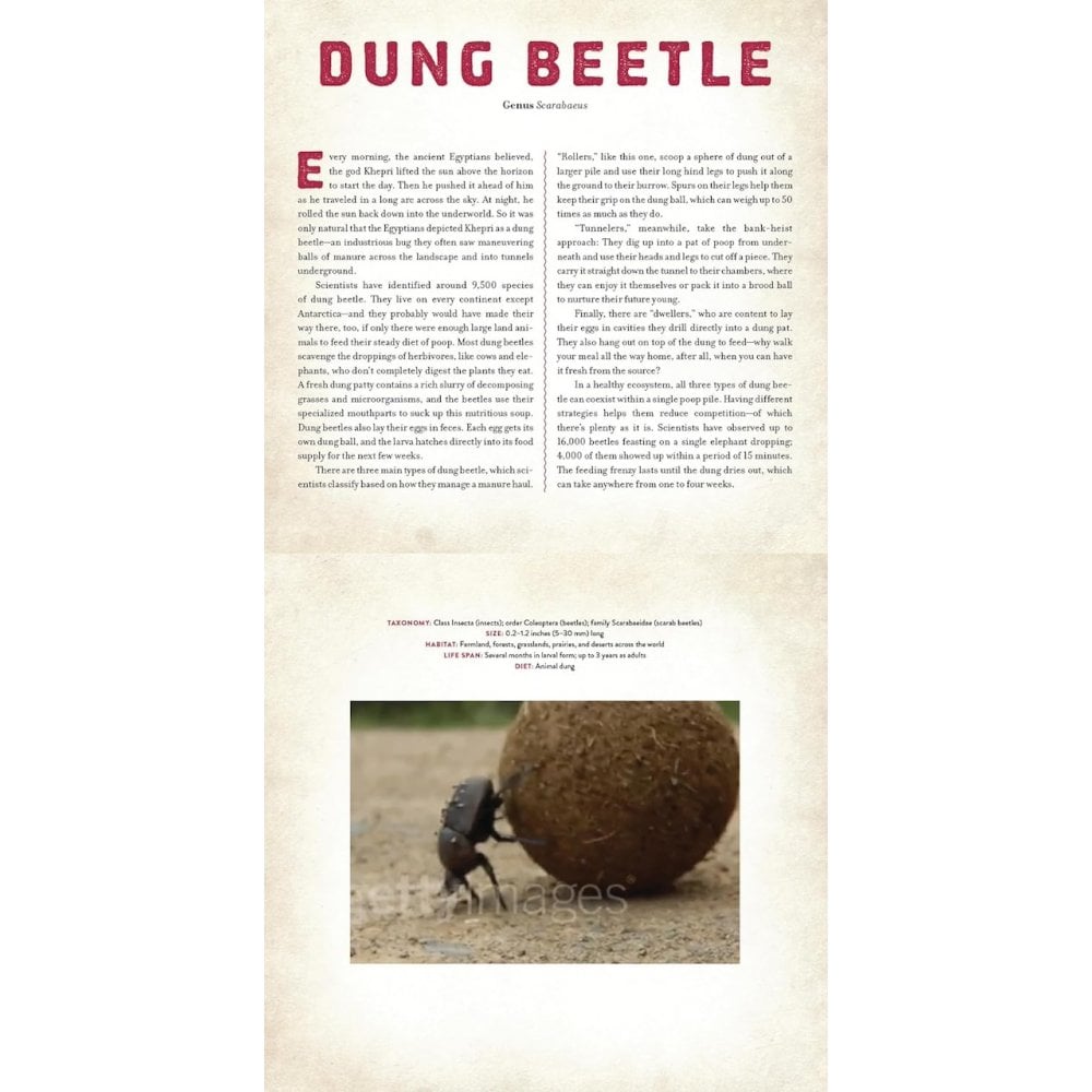 A PHOTICULAR BOOK - BUGS