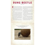 A PHOTICULAR BOOK - BUGS