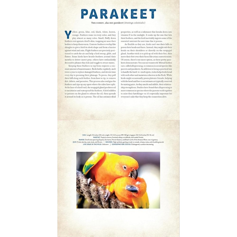 A PHOTICULAR BOOK - BIRDS