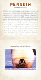 A PHOTICULAR BOOK - BABIES